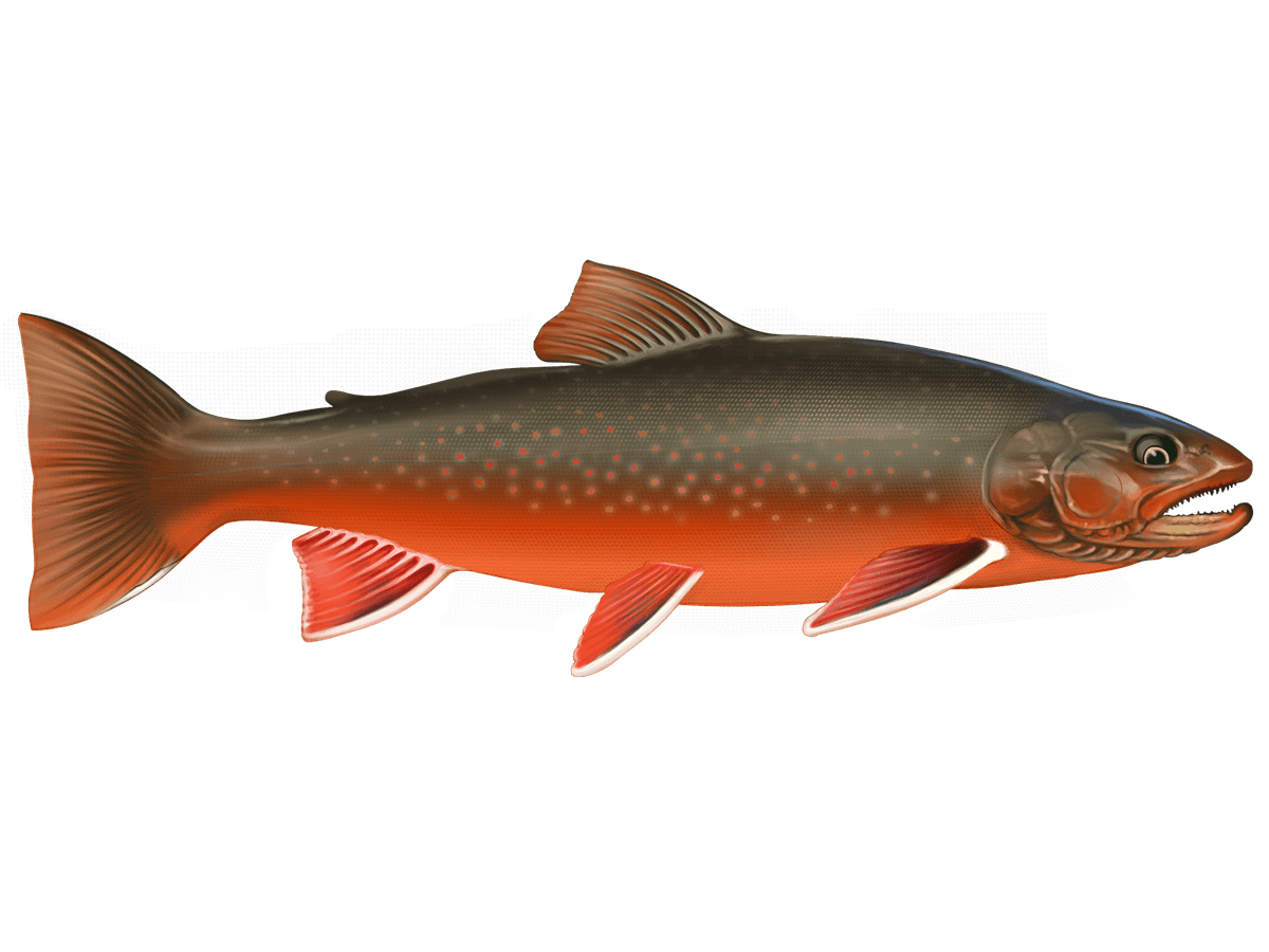 Arctic Char