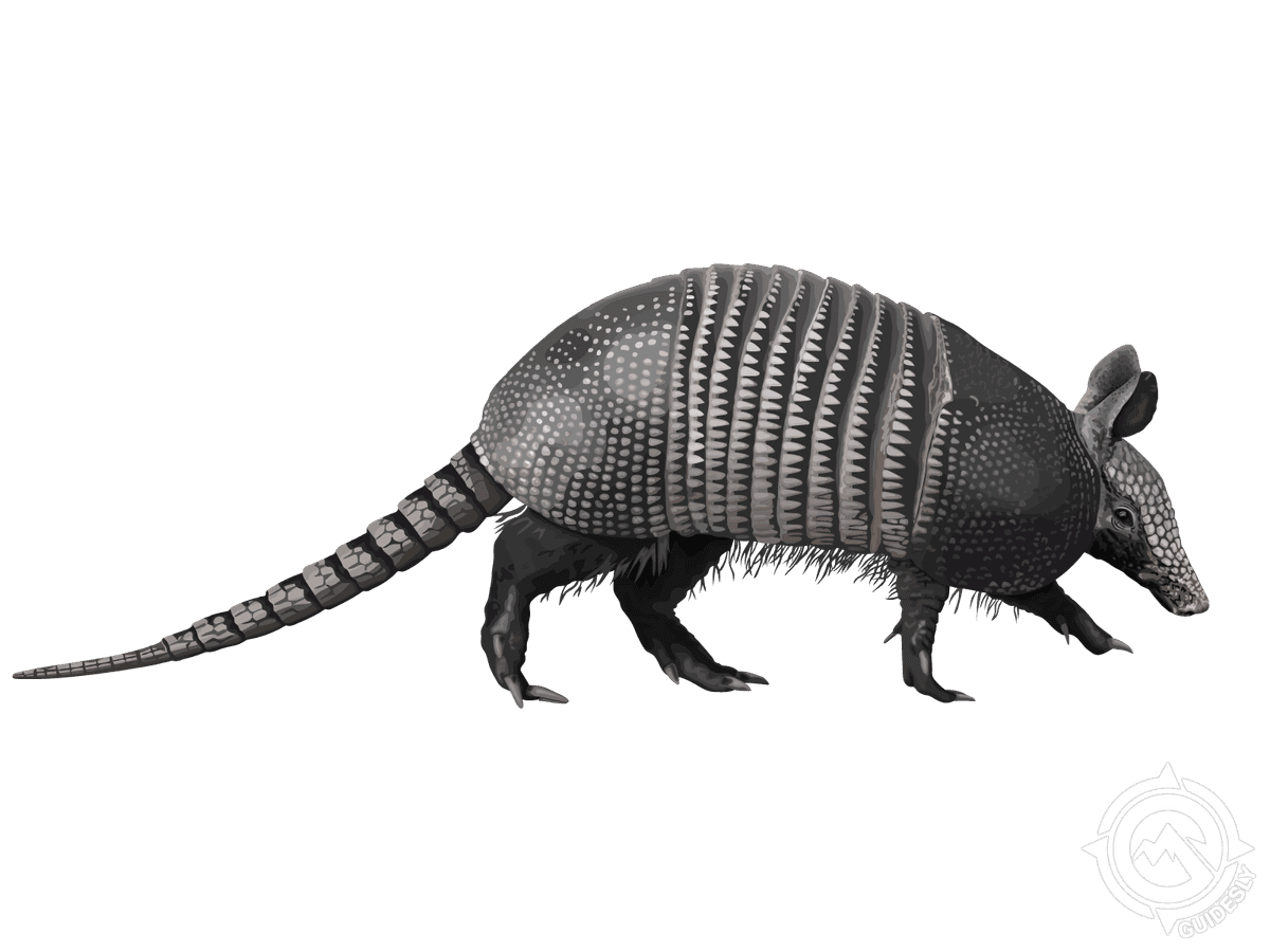 Armadillo