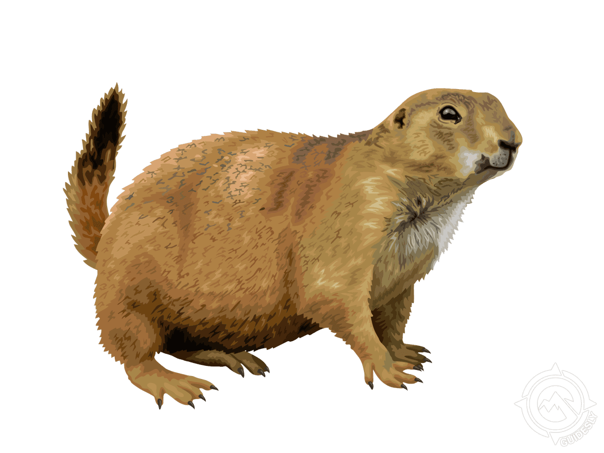 Black-tailed Prairie Dog