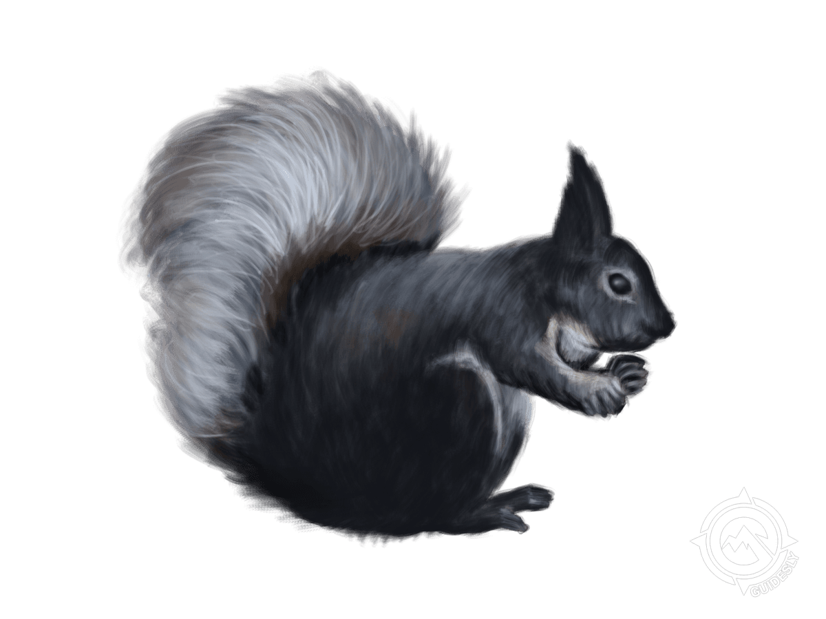 Abert's Squirrel