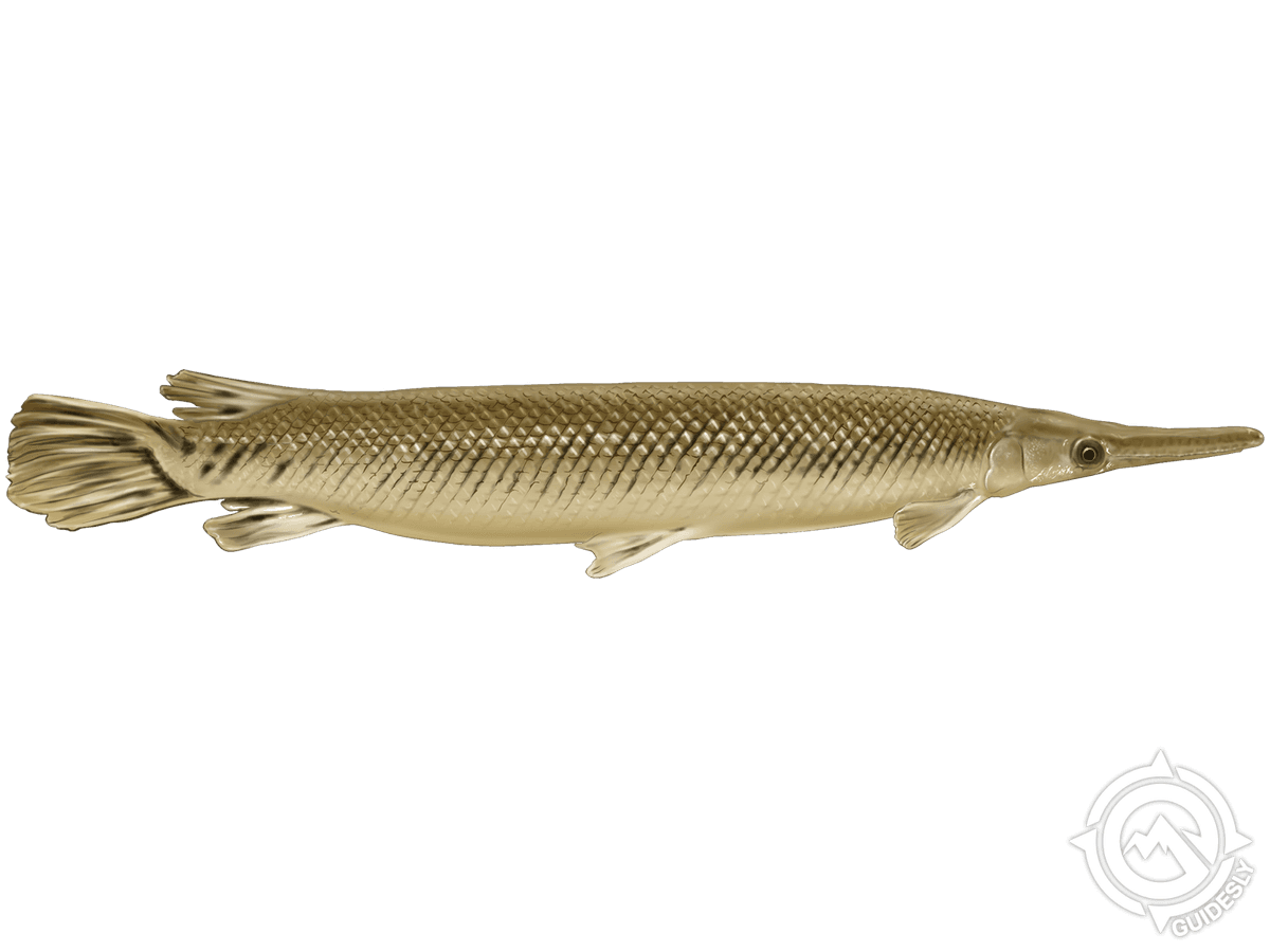 Alligator Gar