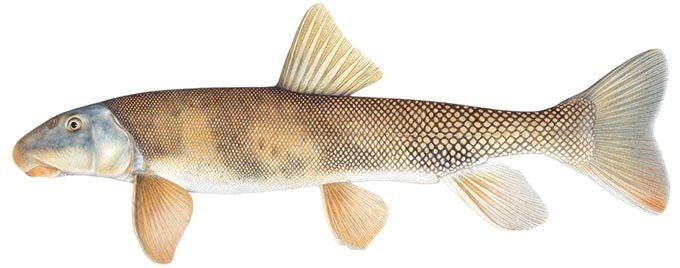 Flannelmouth Sucker