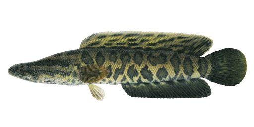 Great Snakehead