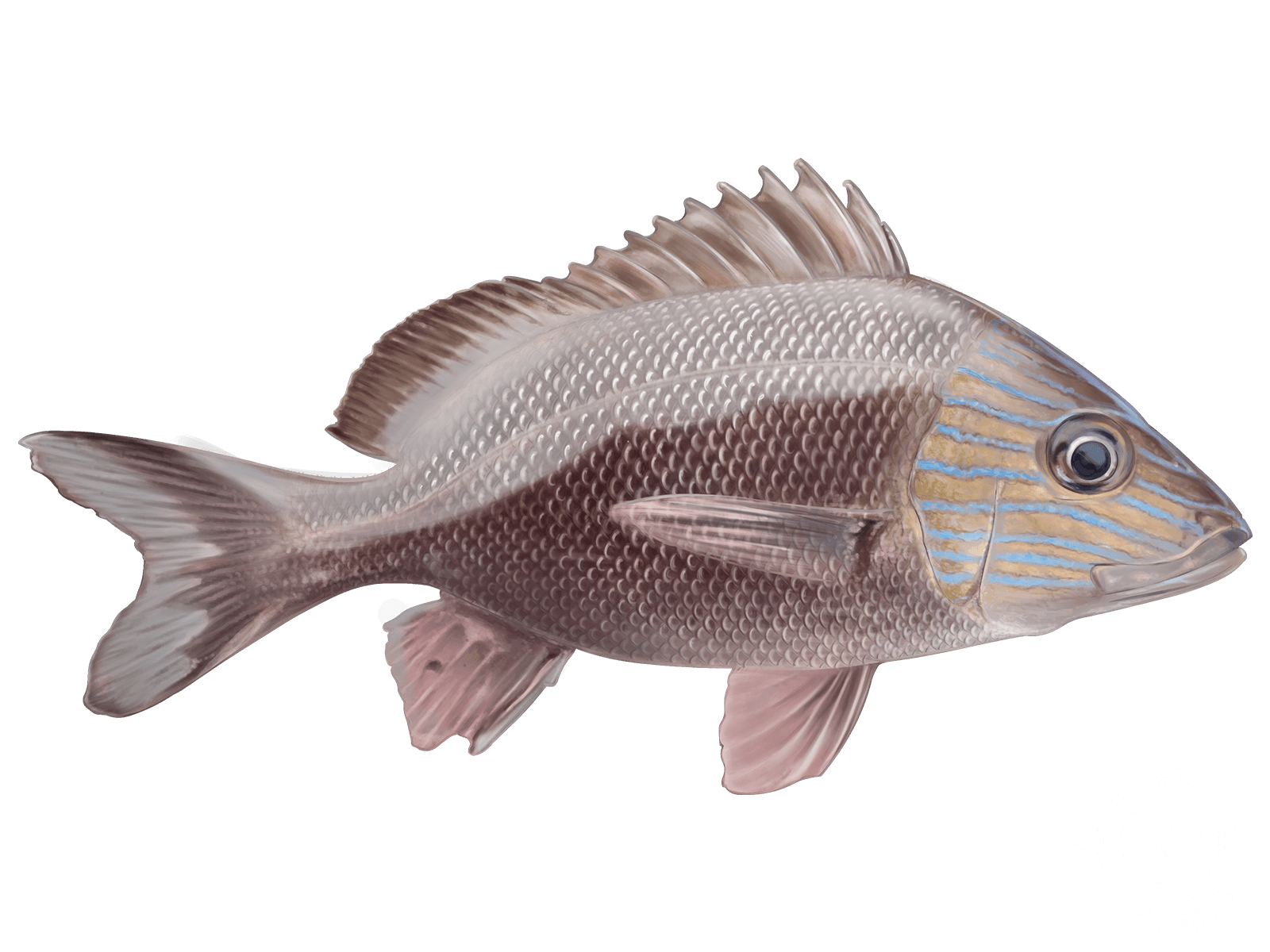 White Grunt