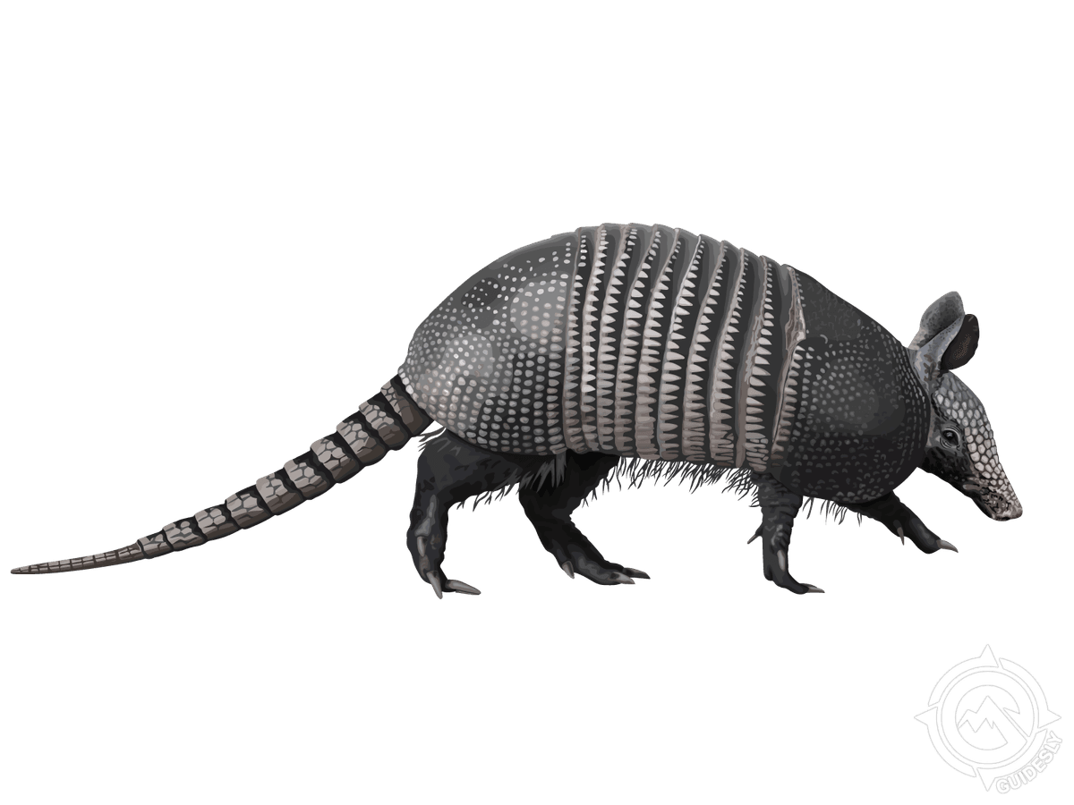Armadillo