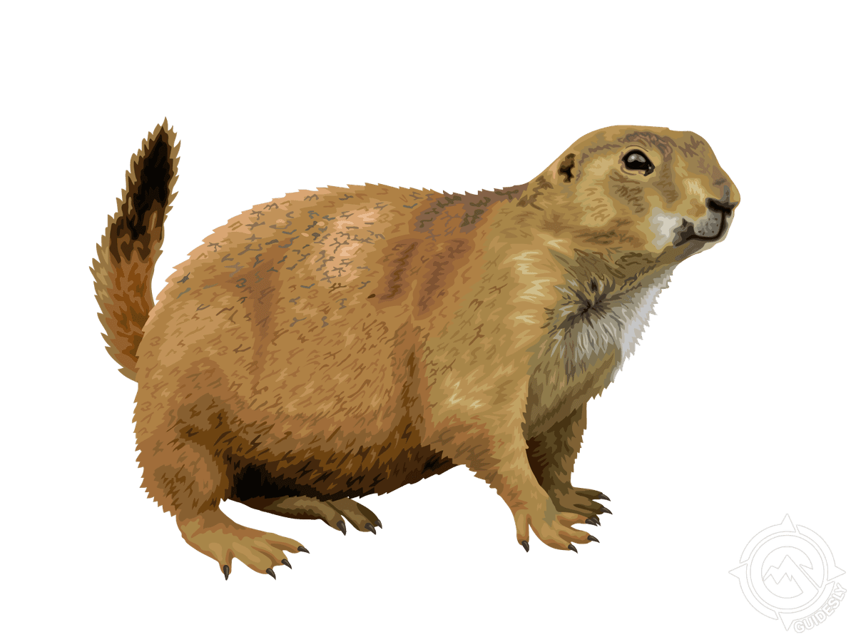 Black-tailed Prairie Dog