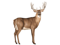 Mule Deer