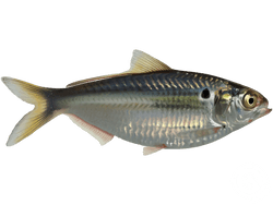 American Gizzard Shad