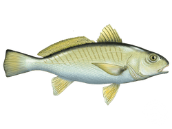 Atlantic Croaker