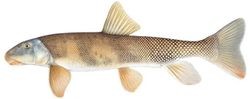 Flannelmouth Sucker