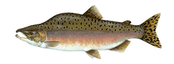 Pink Salmon