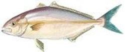 Lesser Amberjack