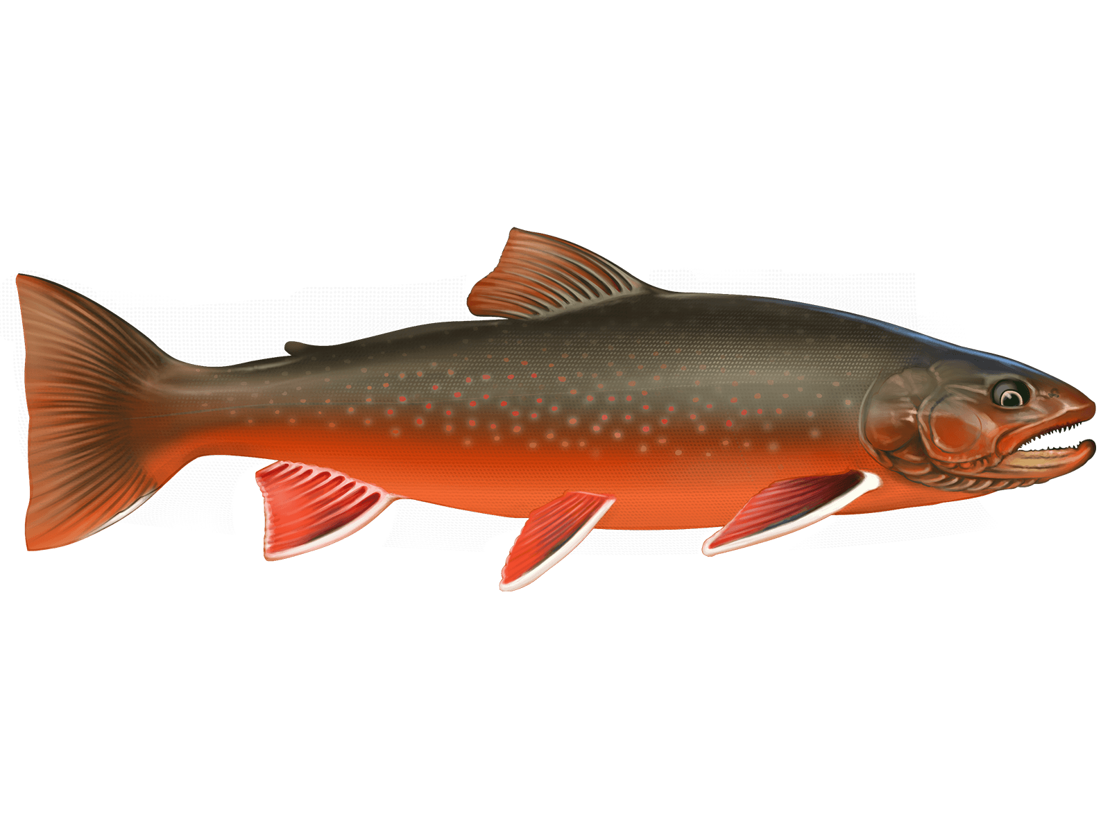 Arctic Char