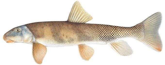 Flannelmouth Sucker