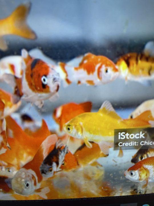 Mahi Mahi, Carp, and Goldfish - An Unforgettable Day on the Block C River fishing report coverpicture