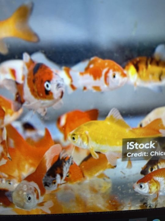 Mahi Mahi, Carp, and Goldfish - An Unforgettable Day on the Block C River fishing report coverpicture