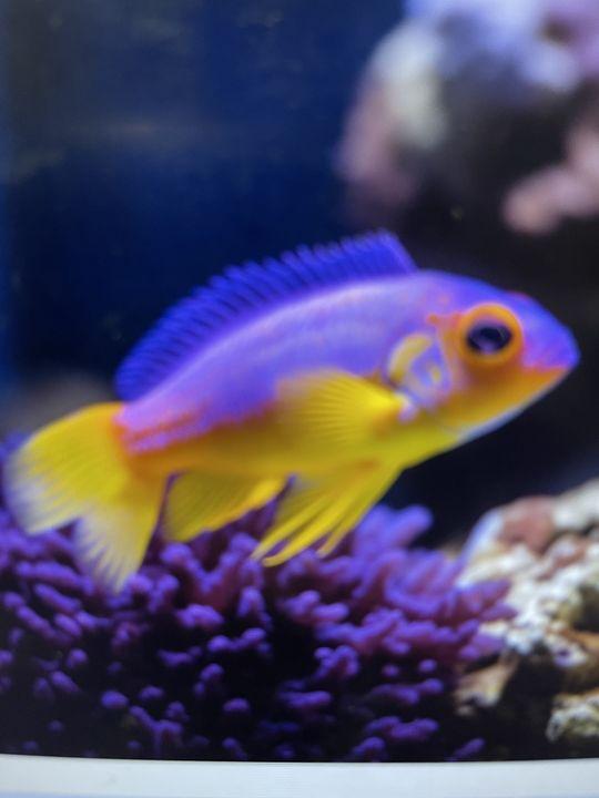 Serene Galibore Fishing Adventure: A Vibrant Aquatic Wonderland fishing report coverpicture